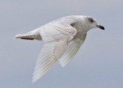 Larus glaucoides kumlieni