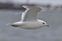 Larus glaucoides kumlieni