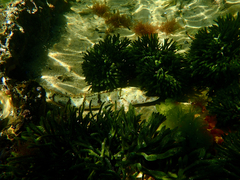 Platycephalus laevigatus