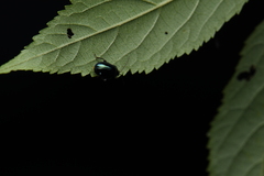 Hemipyxis flaviabdominalis