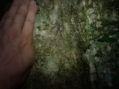 Neopantopsalis pentheter