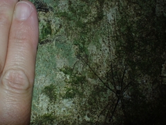 Neopantopsalis pentheter
