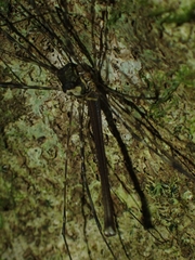 Neopantopsalis pentheter
