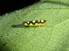 Baleja flavoguttata
