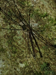 Neopantopsalis pentheter