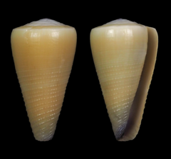 Conus emaciatus
