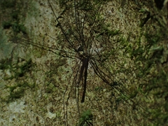 Neopantopsalis pentheter