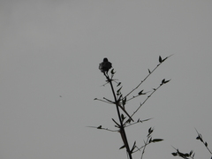 Corvus macrorhynchos