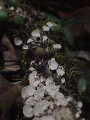 Panellus luxfilamentus