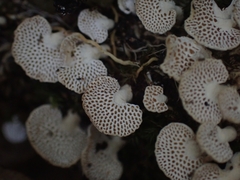 Panellus luxfilamentus