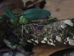 Panellus luxfilamentus