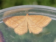 Idaea ochrata