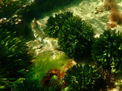 Platycephalus laevigatus