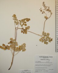 Thalictrum confine