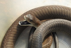 Dendroaspis polylepis