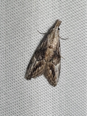 Nola paroxynta