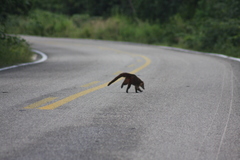Nasua narica yucatanica