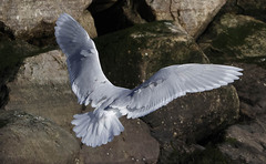 Larus glaucoides kumlieni