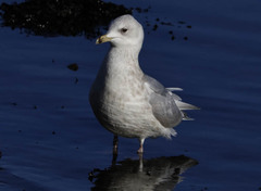 Larus glaucoides kumlieni