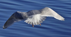 Larus glaucoides kumlieni