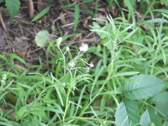 Erigeron bonariensis