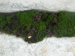 Bryum