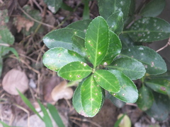 Pseudocercospora destructiva