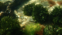 Platycephalus laevigatus