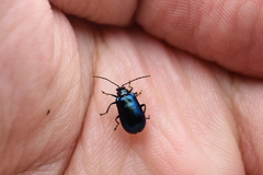 Arthrotus abdominalis