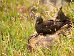 Puffinus nativitatis