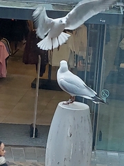 Chroicocephalus ridibundus