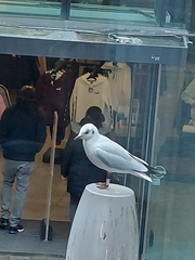 Chroicocephalus ridibundus