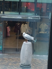 Chroicocephalus ridibundus