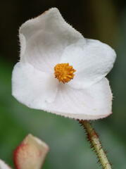 Begoniaceae