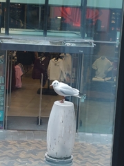 Chroicocephalus ridibundus