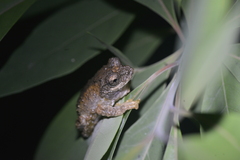Kurixalus inexpectatus