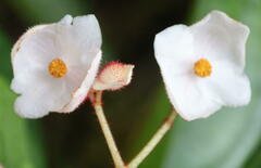 Begoniaceae