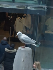 Chroicocephalus ridibundus