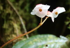 Begoniaceae