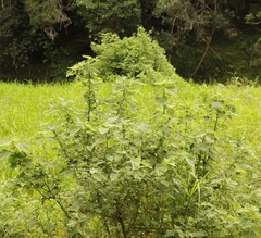 Hibiscus pedunculatus