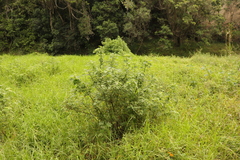 Hibiscus pedunculatus