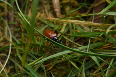 Siemssenius rufipennis