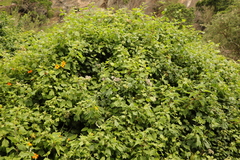 Gymnanthemum capense