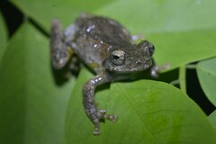Kurixalus inexpectatus