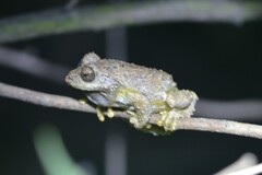 Kurixalus inexpectatus