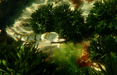 Platycephalus laevigatus