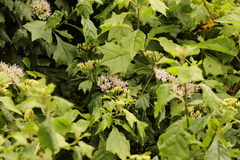 Gymnanthemum capense