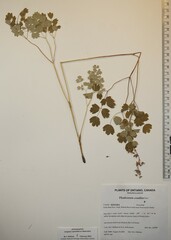 Thalictrum confine