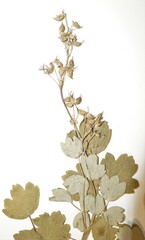 Thalictrum confine
