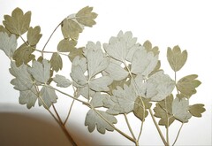 Thalictrum confine